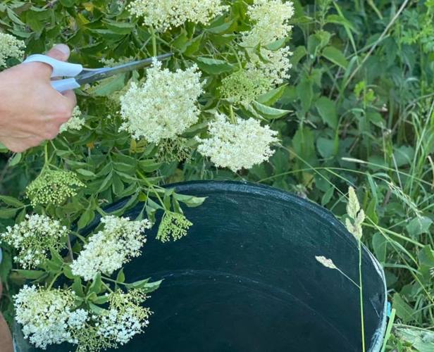 Hyldeblomstsamling - Slagelse